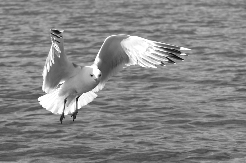 Lokki6 bw.jpg - Harmaalokki